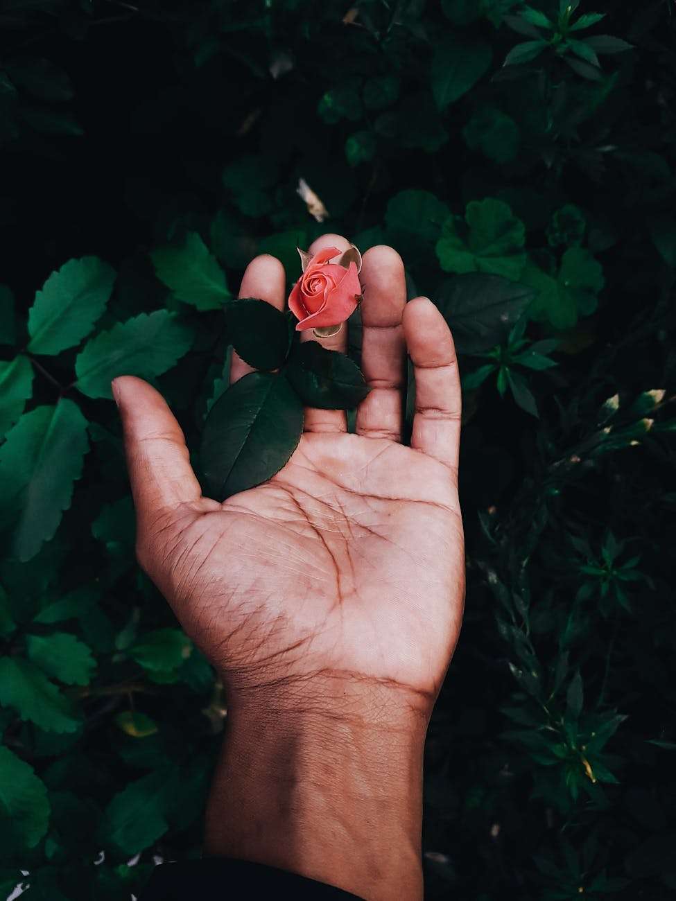 hope a person touching a rose bud in a plant